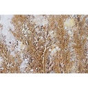 8424002185930_S3060258_P10