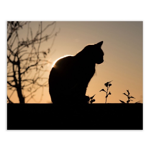 Lienzo Madera Lienzo 100 x 3 x 80 cm Gato